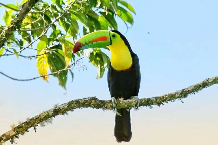 Keel-billed Toucan
Johnny loves nature Eco-tour